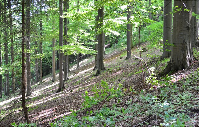 Deutschland, Sachsen, Kühberg, Laubwald