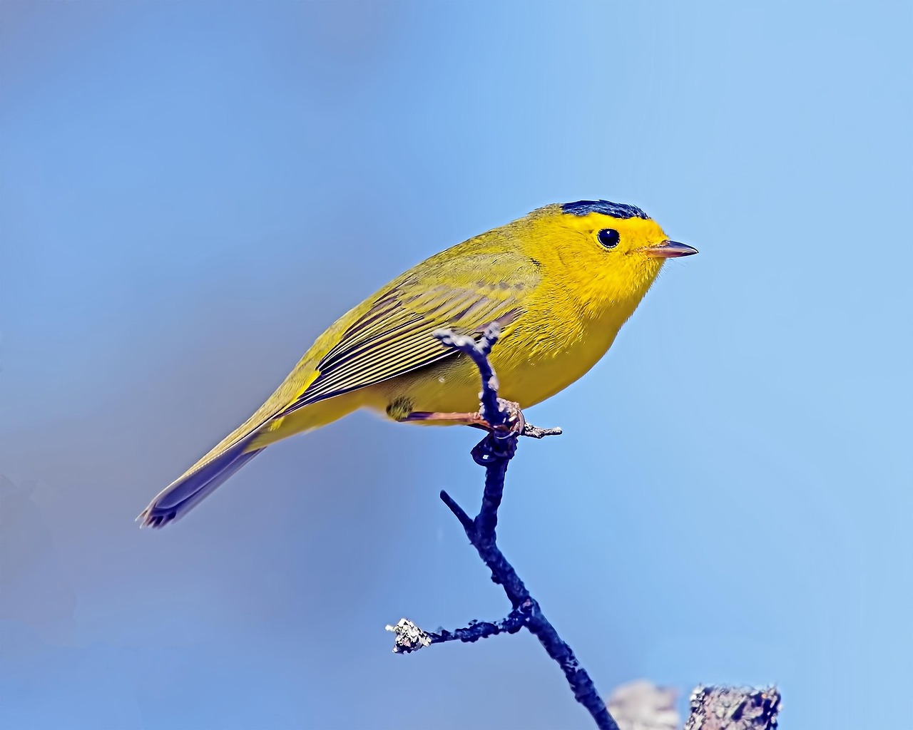 Wilson’S Warbler Bird Animal - Free photo on Pixabay - Pixabay