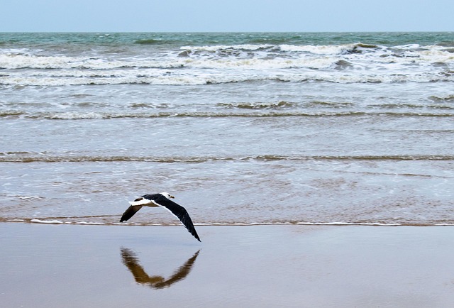 Free Seagull Sea photo and picture