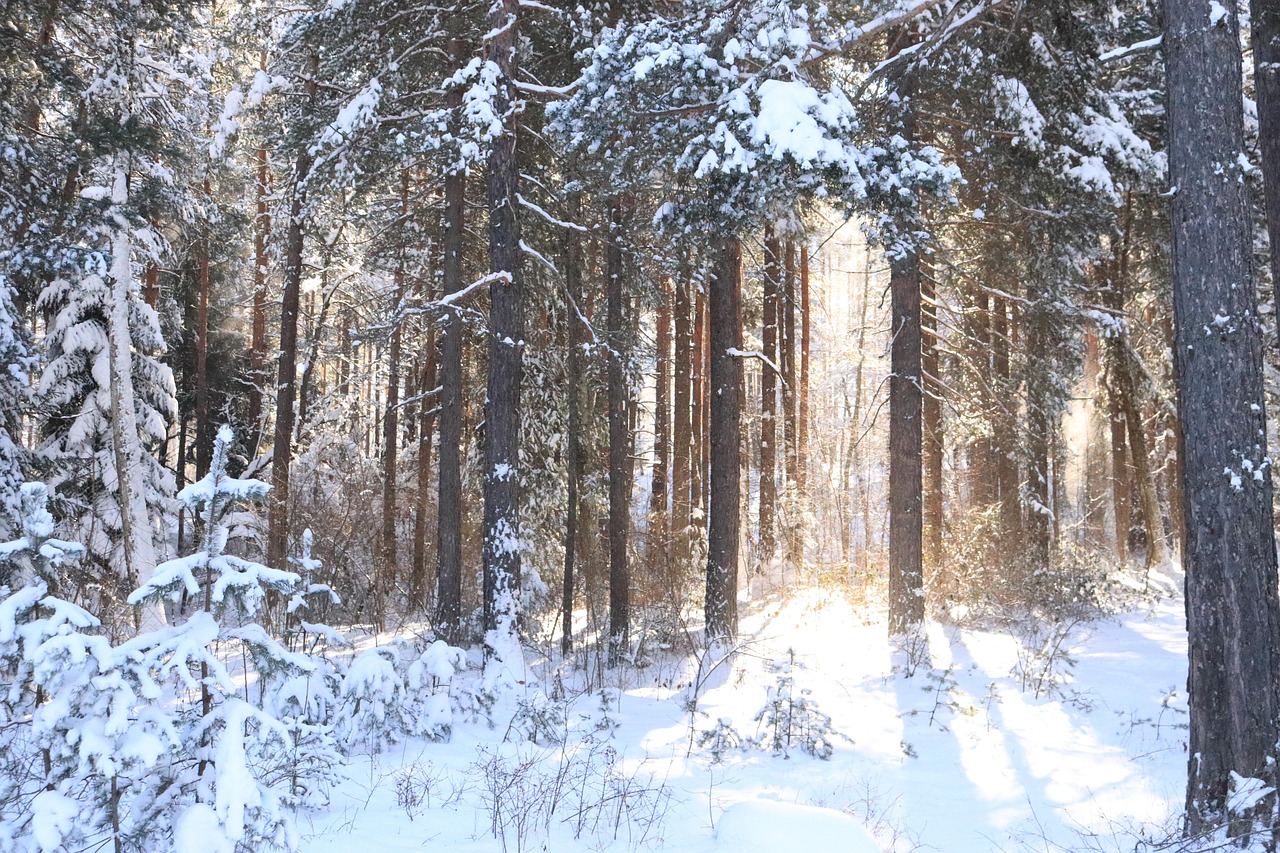Arvores Floresta Inverno Foto gratuita no