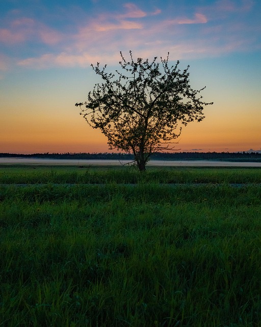 Natureza, Árvore, Pôr Do Sol, Céu