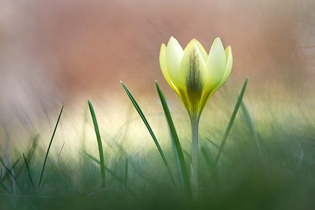 Krokus, Blomst, Plante, Kronblade