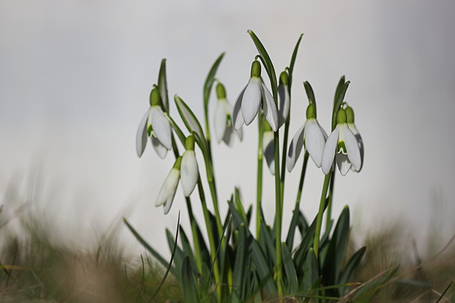 Free snowdrop flowers plant illustration