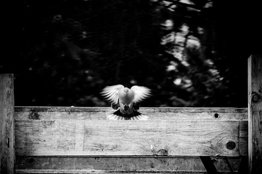 Vogel, Natur, Taube, Zaun, Vogelkunde