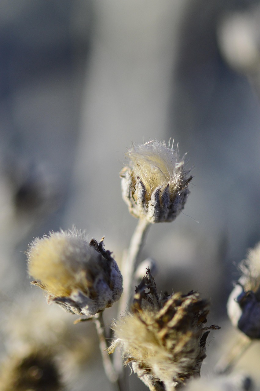 花 种子 种子的头 - Pixabay上的免费照片 - Pixabay
