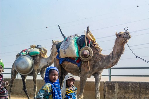 Nomaden, Kamele, Brücke, Wüste, Afrika