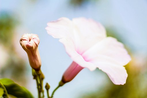 Blume, Natur, Romantisch