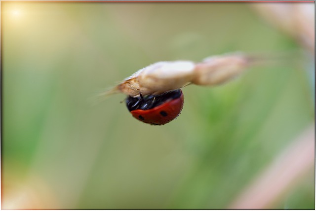 Free Nature Ladybug photo and picture