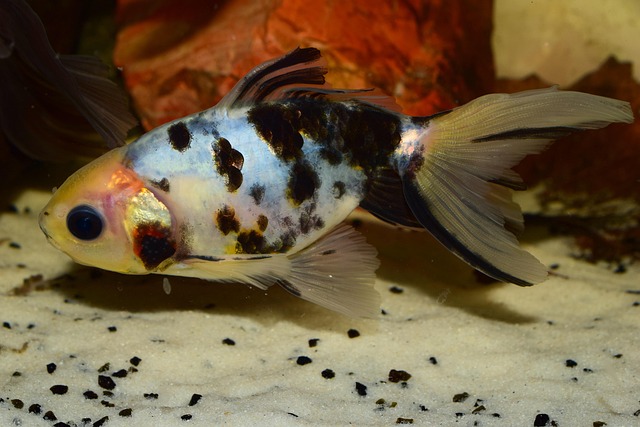 Free Goldfish Carassius Auratus photo and picture