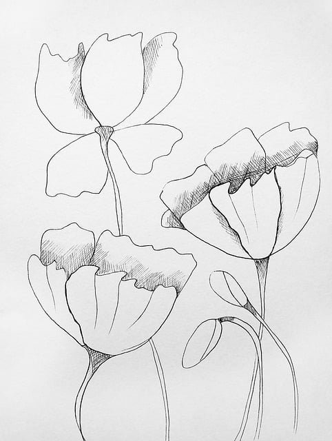 Free poppies tulips flowers illustration