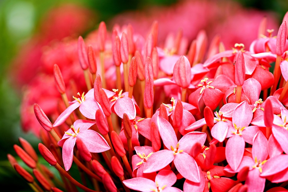 ジャングルゼラニウム 花 植物 Pixabayの無料写真