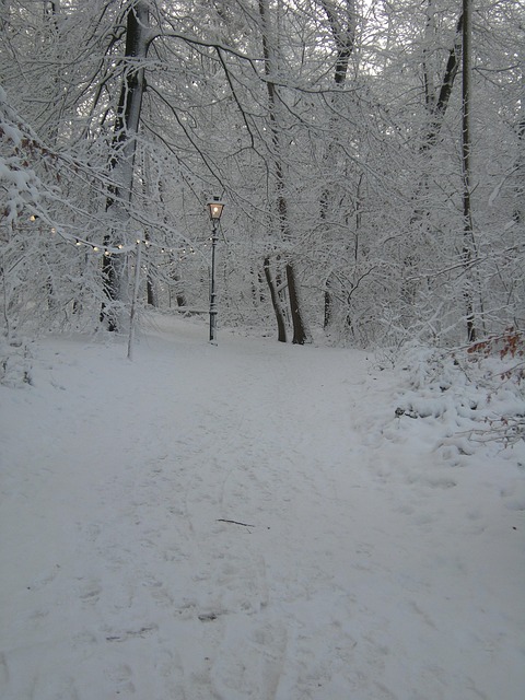 Free Winter Snow photo and picture
