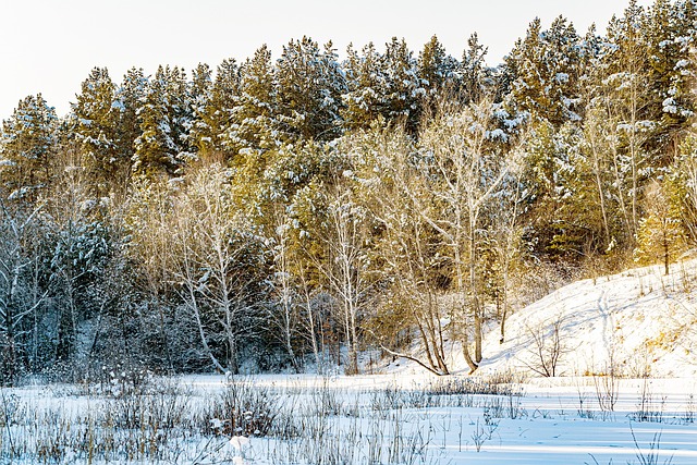雪 冬 木 - Pixabayの無料写真 - Pixabay