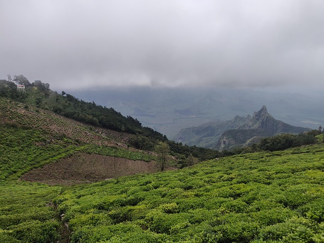 Natur, Bjerge, Landskab, Skov, Indien