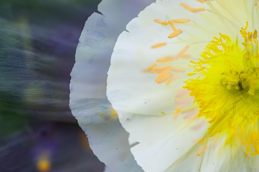 Free Flower Blossom photo and picture