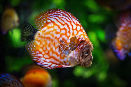 Free Fish Pug photo and picture