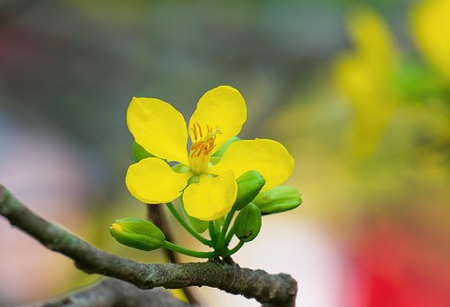 80以上の無料カッシア 花画像 Pixabay