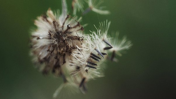 Flor, Papel De Parede De Flores