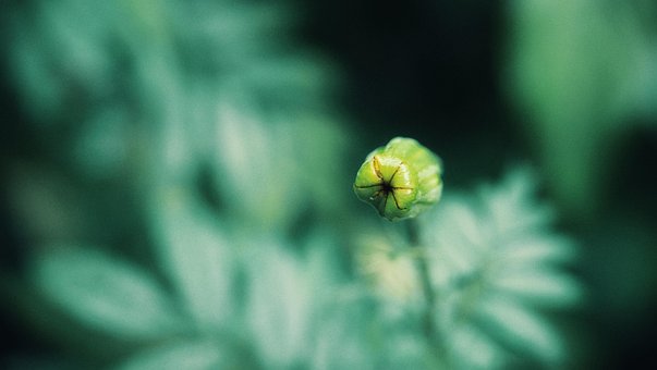 Flor, Bloom, Natureza, Botânica, Botão