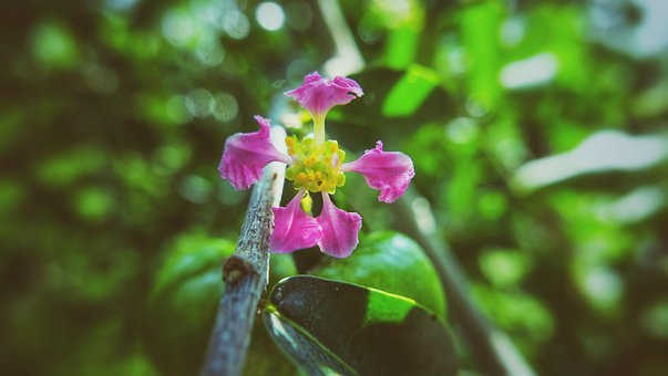 Flor, Malpighia, Flores Bonitas, Bloom