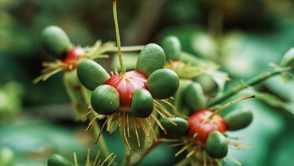 Frutas, Bagas, Natureza, Macro