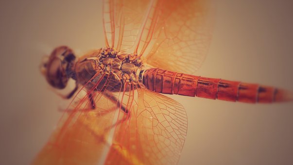 Inseto, Libélula, Entomologia, Asas