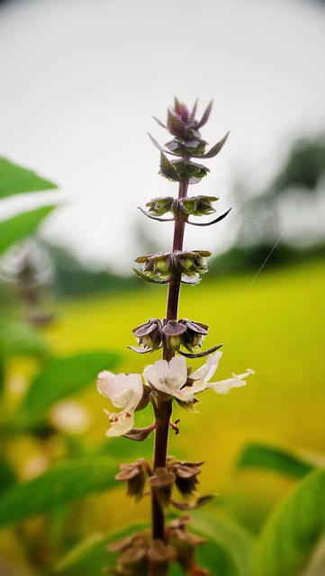Natureza, Botânica, Planta, Crescimento