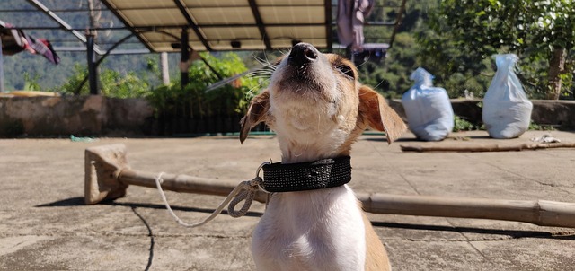 Hund, Indien, Tamilnadu, Hundehvalp