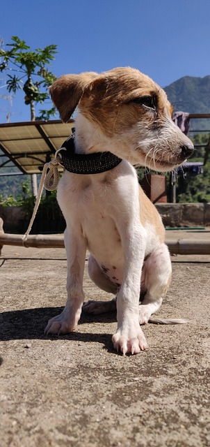 Hund, Kæledyr, Hundehvalp, Dyr, Pattedyr