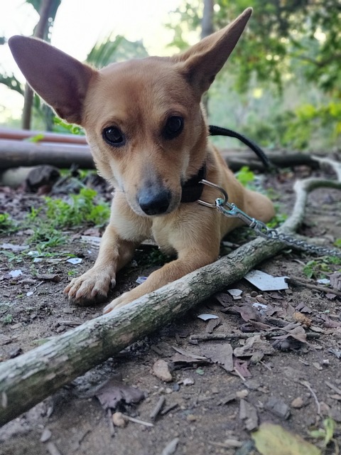 Hund, Hundehvalp, Kæledyr, Dyr, Sød