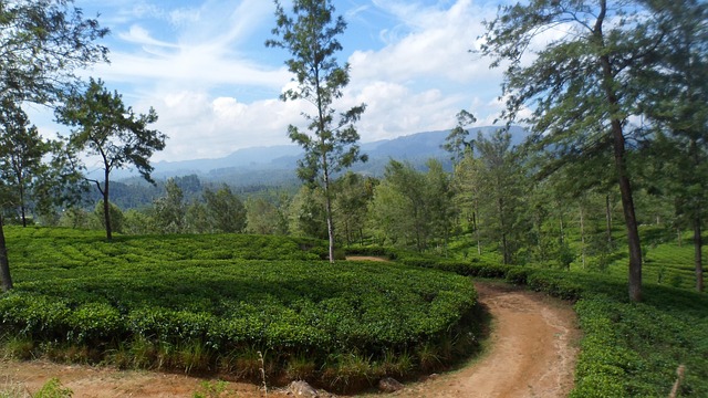 Free Sri Lanka Tea photo and picture