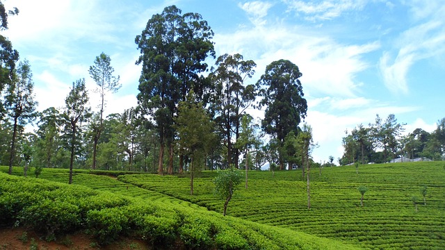 Free Sri Lanka Tea photo and picture