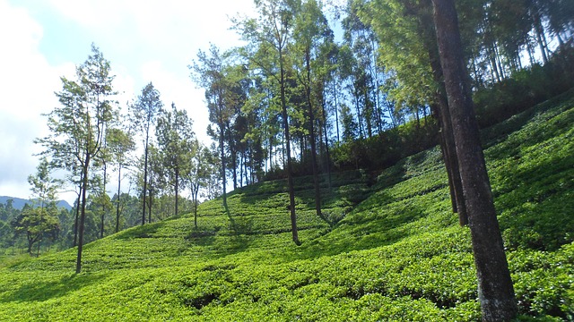 Free Sri Lanka Tea photo and picture