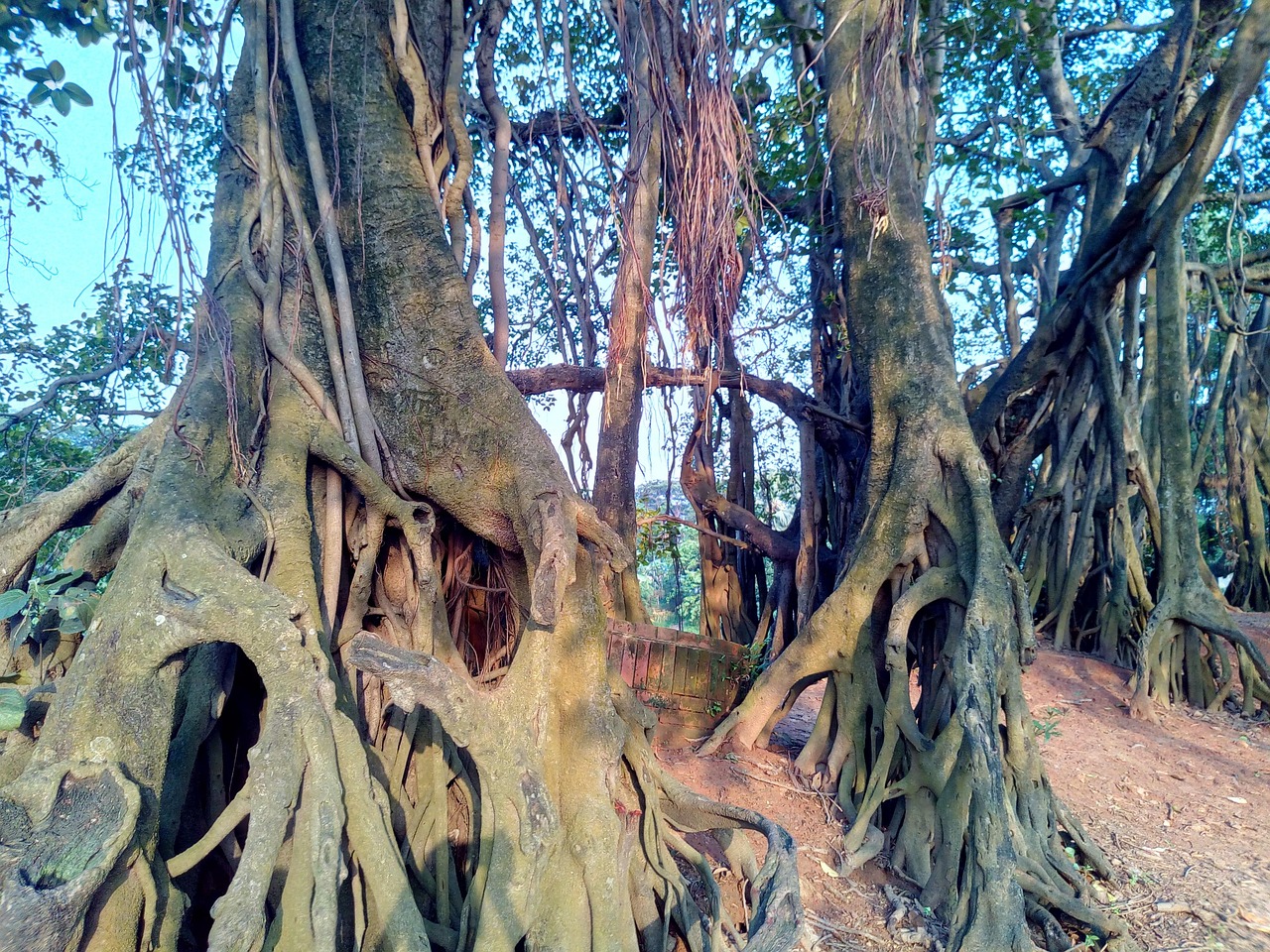 Century Old Banyan Tree Free photo on Pixabay Pixabay