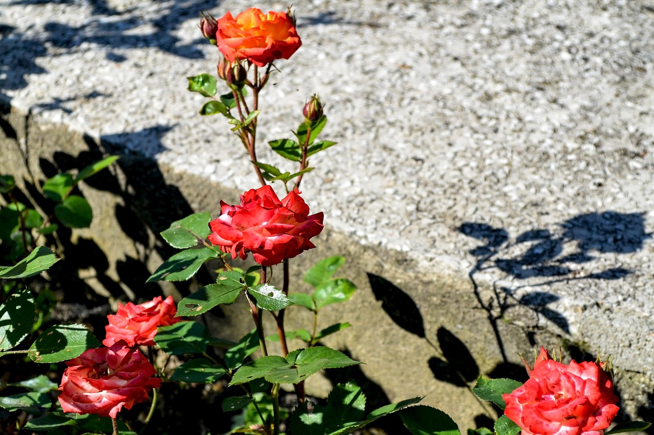 Blumen Rosen Garten - Kostenloses Foto auf Pixabay - Pixabay