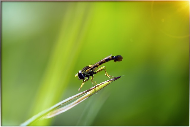 Free Syrphe Hoverfly photo and picture