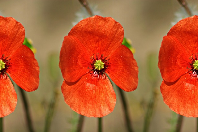 Free Flowers Poppy photo and picture