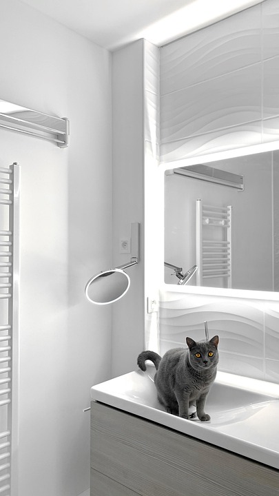 Cat Bathroom Animal - Free photo on Pixabay - Pixabay