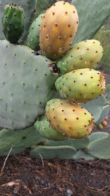 Natuur, Tonijn, Plant