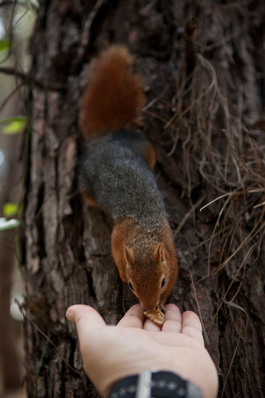 Squirrel Rodent Feeding Free photo on Pixabay Pixabay