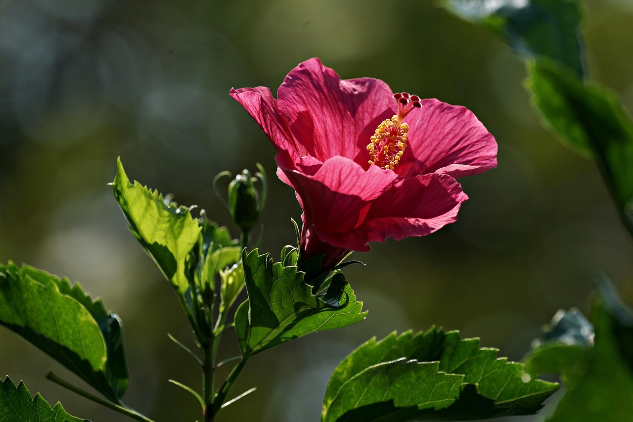 Hibiscus - free online jigsaw puzzle photo