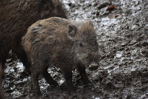 900以上の無料イノシシ 動物画像