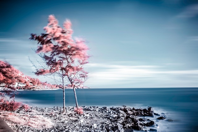 Free Tree Shore photo and picture