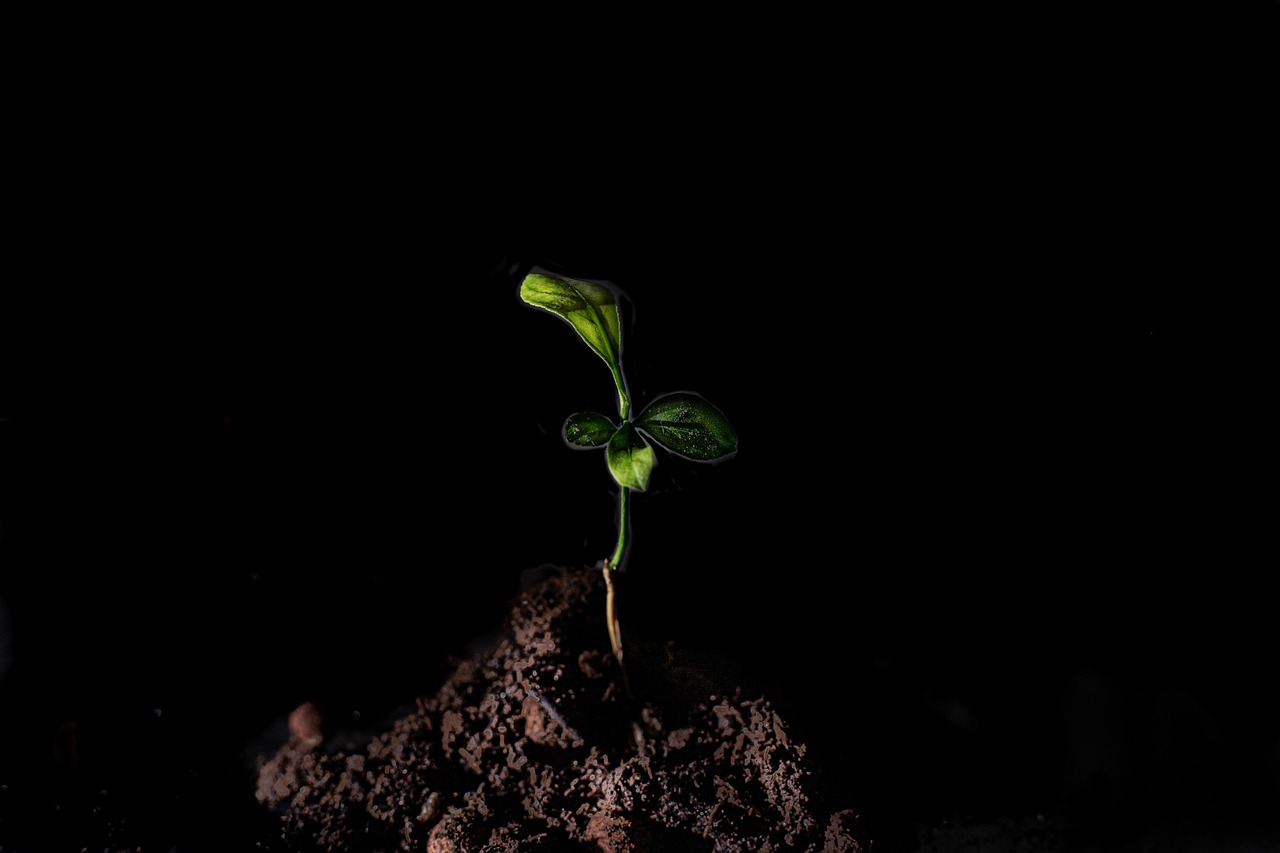 spot, plant, sand, to grow, cutting, green, nature
