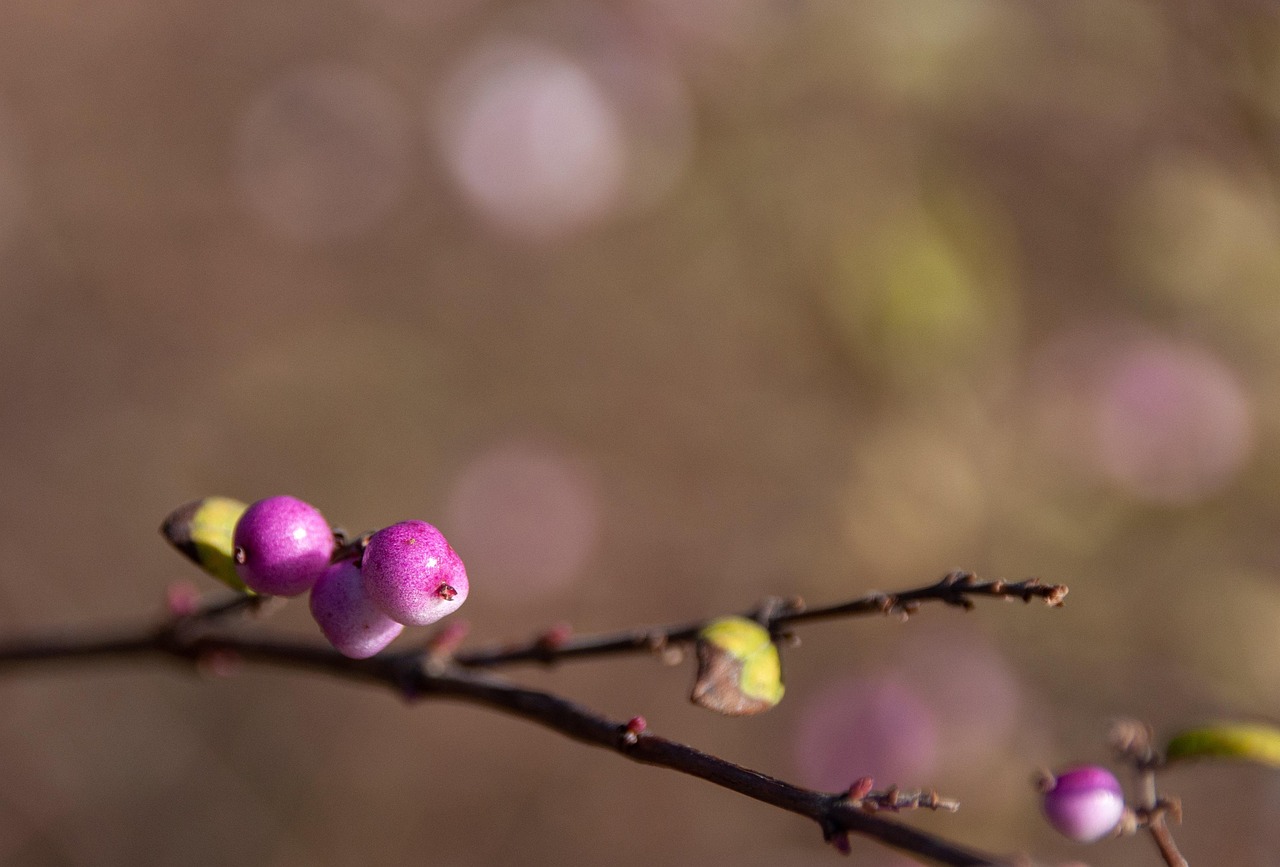 Berry Branch Plant - Free photo on Pixabay - Pixabay