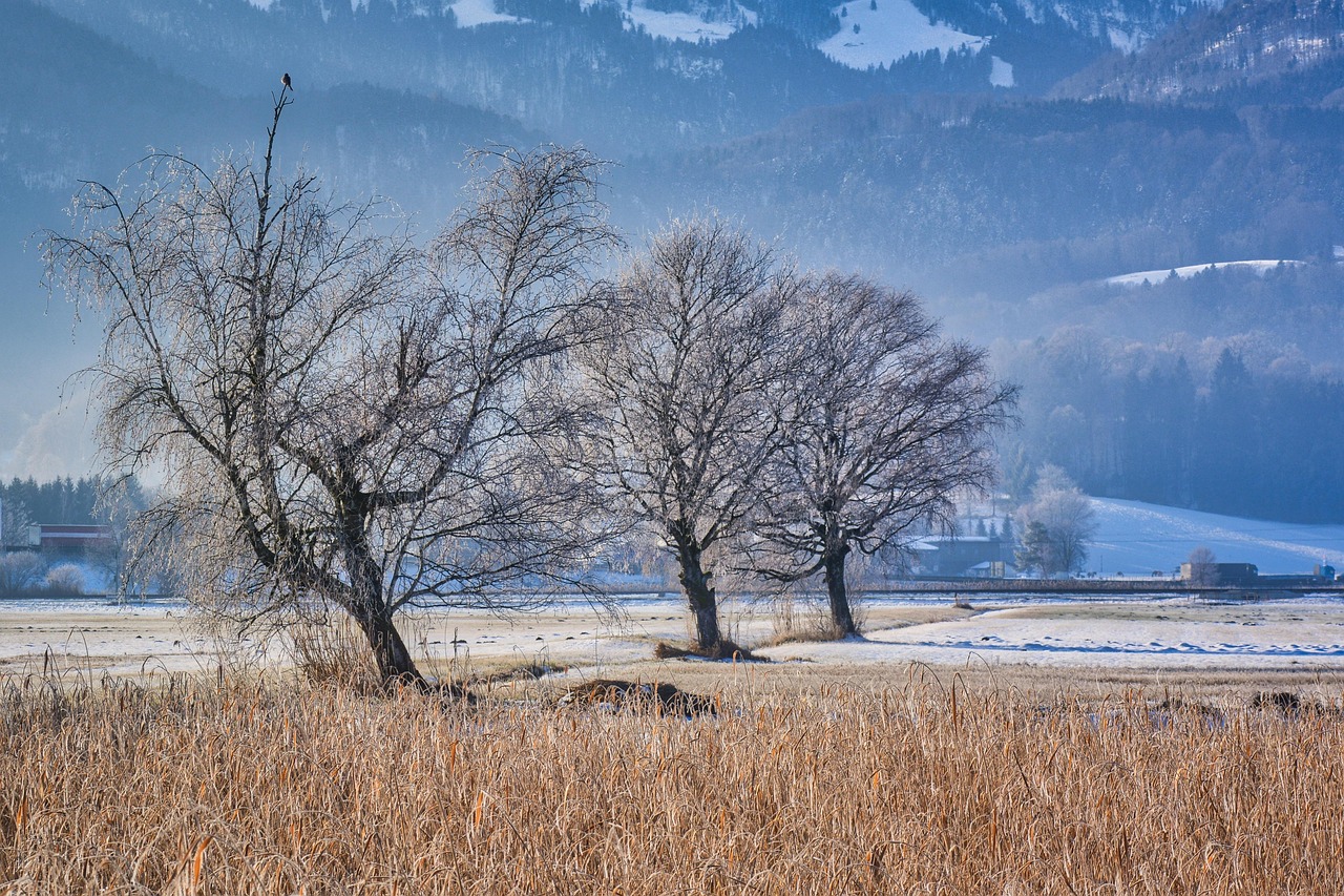 Trees Reed Frost - Free photo on Pixabay - Pixabay