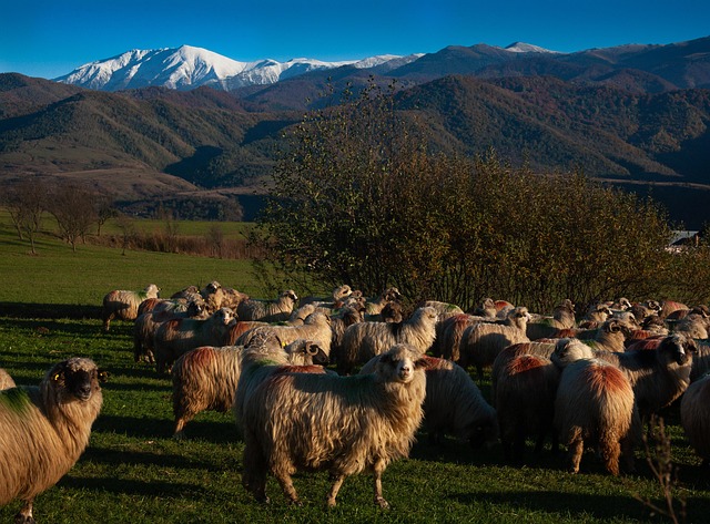 Free Sheep Animated photo and picture
