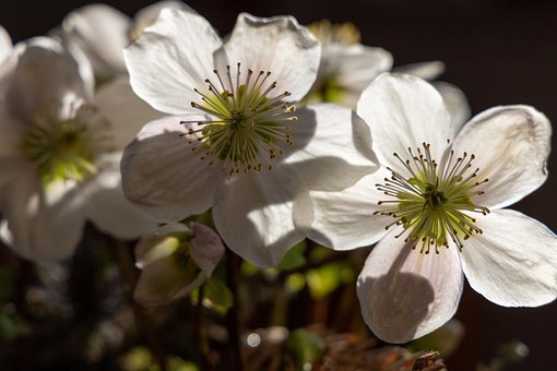 Free Cherry Blossoms White Flowers photo and picture