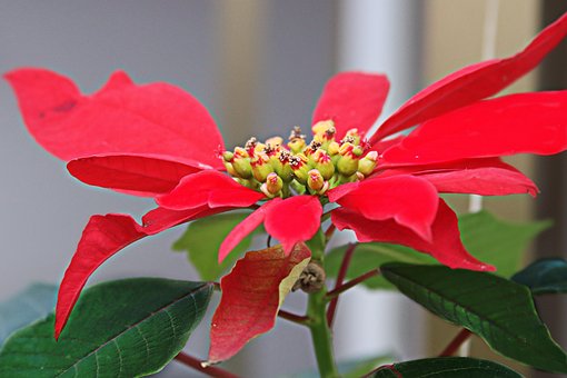 Free Poinsettia Red Flower photo and picture