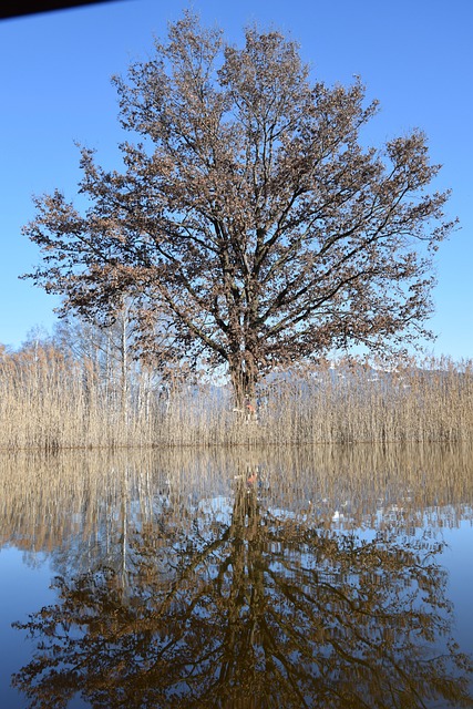 Free Tree World Tree photo and picture